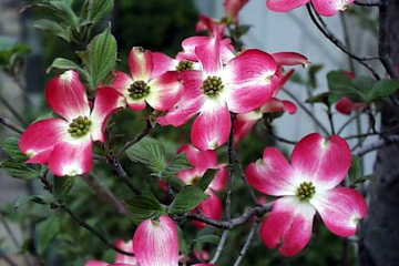 �͂Ȃ݂���