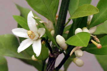 �䂸
