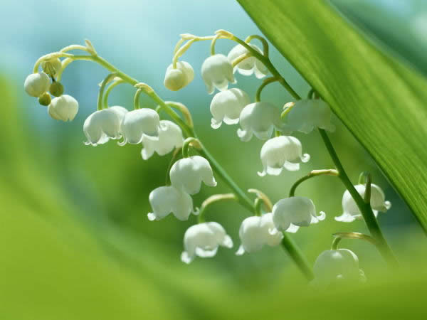 今日の誕生花
