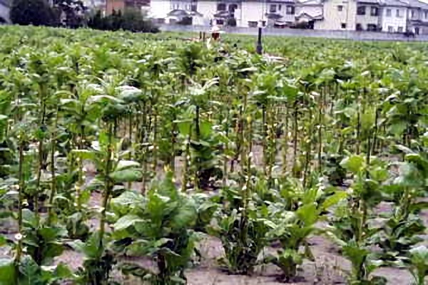 たばこ