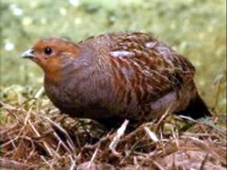 ヤマウズラ