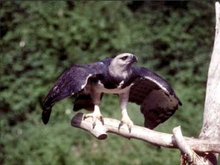 オウギワシ