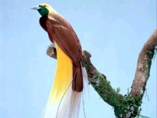 フウチョウ