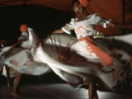 oohX̃J[joEV[