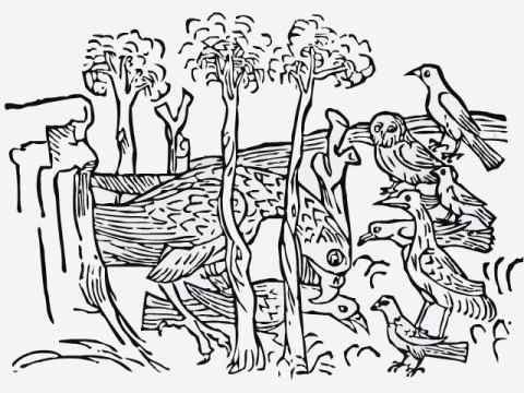 クジャクとカラス