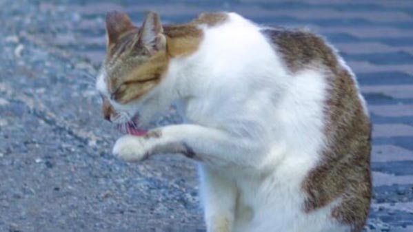 ネコがご飯の後で顔を洗うわけ リトアニアの昔話