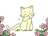 猫がご飯の後で顔を洗う訳