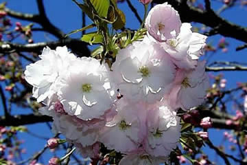 奈良県の県花　八重桜