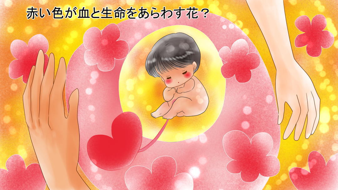 誕生花なぞなぞ 3月13日 赤い色が血と生命をあらわす花は?